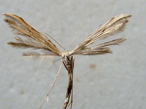 Emmelina sp.
